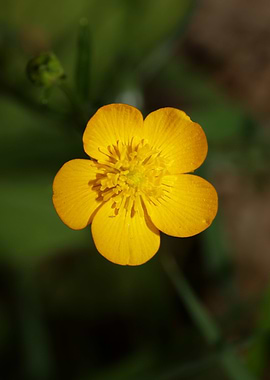 Ranunculus acris flower