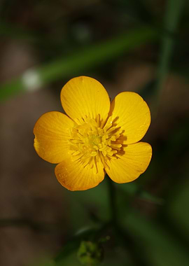 Ranunculus acris flower