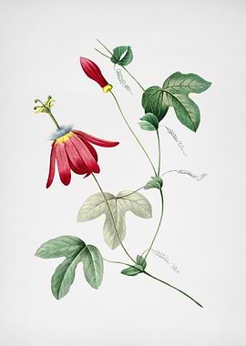 Vintage Red Passion Flower