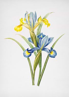 Vintage Spanish Iris Flora