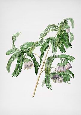 Vintage Spaendoncea Floral