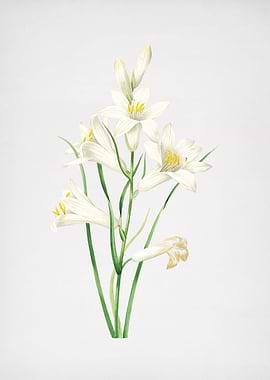 Vintage St Brunos Lily