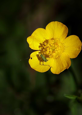 Ranunculus acris flower