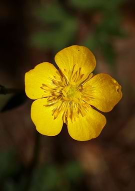 Ranunculus acris flower