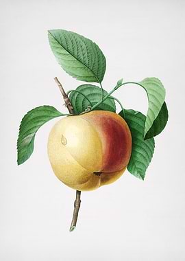 Vintage Calville Apple