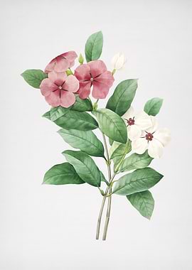 Vintage Periwinkle Flower