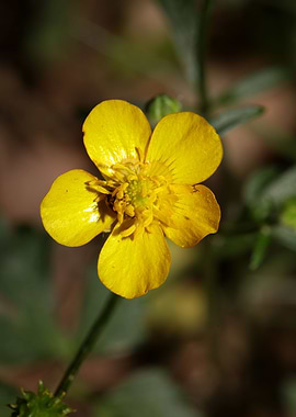 Ranunculus acris flower