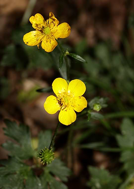 Ranunculus acris flower