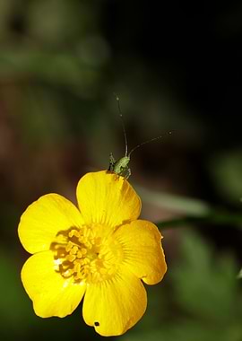 Ranunculus acris flower