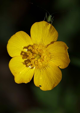 Ranunculus acris flower