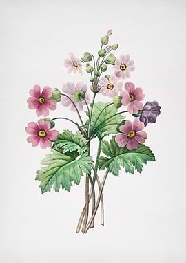 Vintage Chinese Primrose