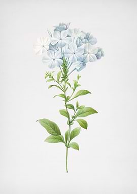 Vintage Plumbago Caerulea