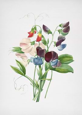 Vintage Sweet Pea Floral