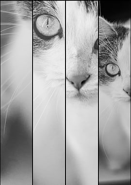 Black and white cat