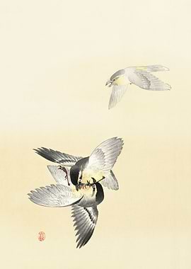 Two fighting birds