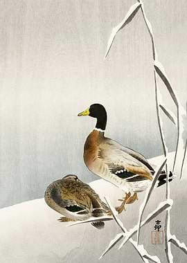 Two ducks on snowy reed