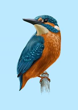 King fisher bird