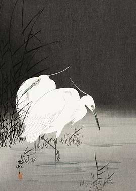 Two egrets in the reeds