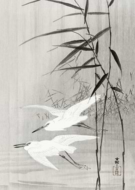 Two egrets in flight