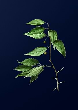 Vintage Botanical on Blue