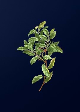 Vintage Botanical on Blue