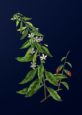 Vintage Flower on Blue