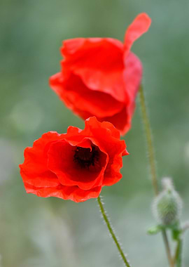 Poppy portrait no 2