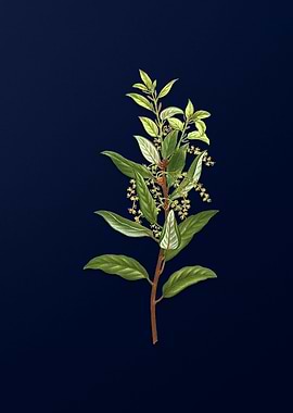 Vintage Botanical on Blue