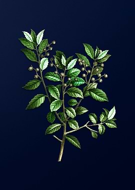 Vintage Botanical on Blue