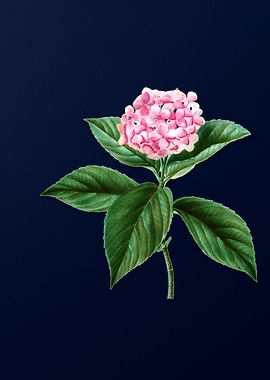 Vintage Hydrangea Flower