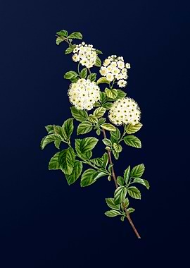 Vintage Flower on Blue