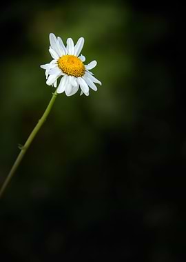 Wild Flowers of Essex
