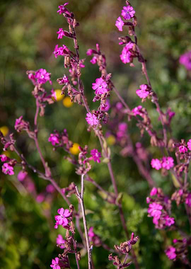Wild Flowers of Essex