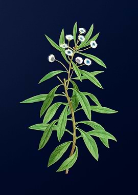 Vintage Flower on Blue