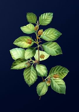 Vintage Botanical on Blue