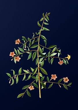 Vintage Flower on Blue