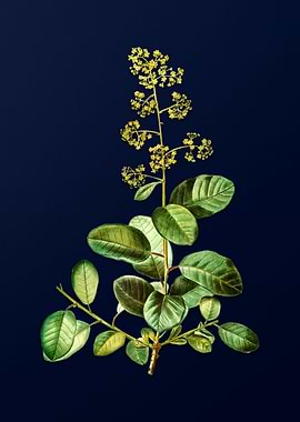 Vintage Botanical on Blue