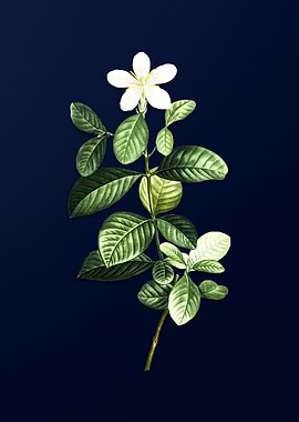 Vintage Gardenia Flower