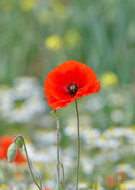 Poppy portrait no 4
