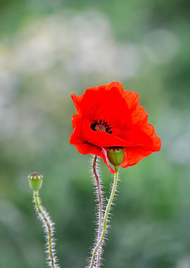Poppy portrait no 1
