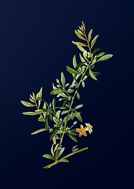 Vintage Flower on Blue