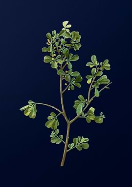 Vintage Botanical on Blue