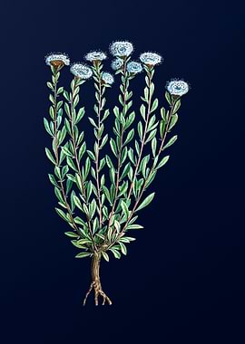 Vintage Flower on Blue