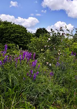 Forest flowers