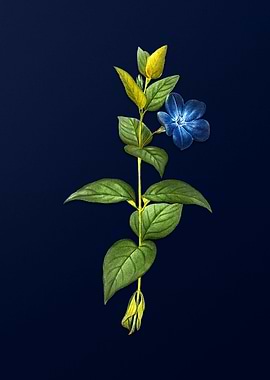 Vintage Periwinkle Flower