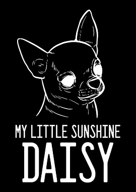 Chihuahua Daisy Chihuahua