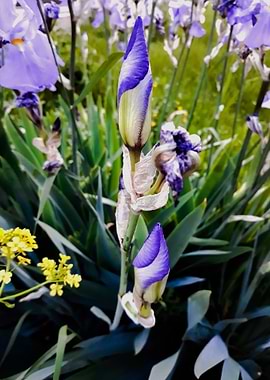 Iris garden