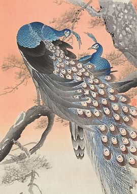 Two peacocks on tree branch