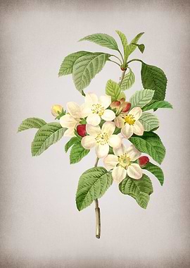 Vintage Apple Blossom