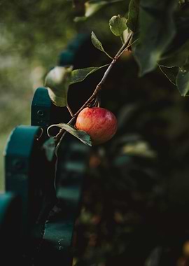 one apple tree